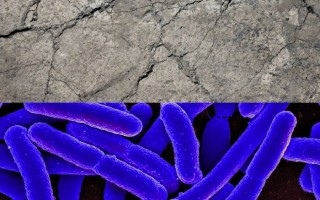 Cemento autoriparante, il segreto è nei batteri