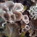 Ami i funghi? Ecco il kit ecosostenibile per coltivarli in casa