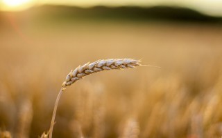 L'autunno bollente che ci lascerà senza birra