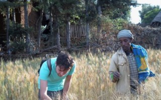 Il grano etiope salverà l'Europa dagli effetti del climate change