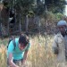 Il grano etiope salverà l'Europa dagli effetti del climate change