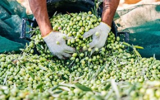 Energia verde dagli scarti dell'industria olearia 