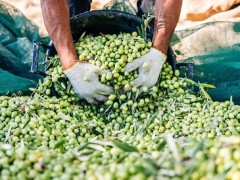 Energia verde dagli scarti dell'industria olearia 