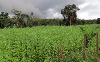 Kenaf, materiale ecosostenibile per l’edilizia