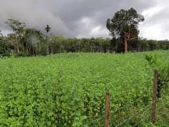 Kenaf, materiale ecosostenibile per l’edilizia