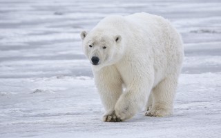 Clima e mammiferi: effetti più diffusi di quello che si crede