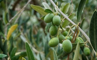 Noccioli di oliva per un’edilizia sostenibile