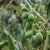Noccioli di oliva per un’edilizia sostenibile