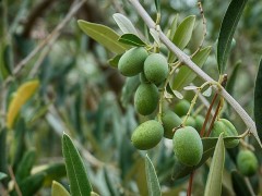 Noccioli di oliva per un’edilizia sostenibile