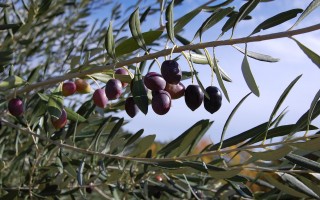 La transizione ecologica della filiera olivicolo-olearia