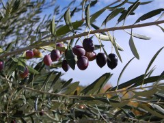 La transizione ecologica della filiera olivicolo-olearia