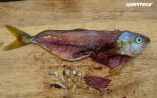 pesce plastita greenpeace 2016