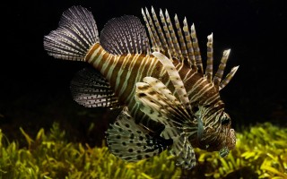 pesce scorpione