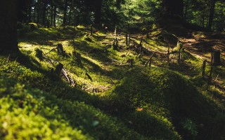 Le aree protette rallentano ma non arrestano la deforestazione