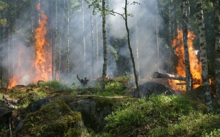 La crisi climatica sposta gli incendi verso nuovi ecosistemi