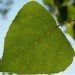 Tecnologie green, il pioppo per la bonifica di suoli contaminati 