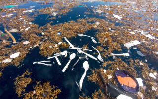 Microplastiche VS balene