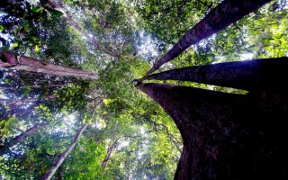 Il pianeta ha bisogno di una Amazzonia viva