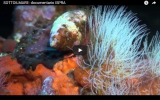 sotto il mare documentario ispra