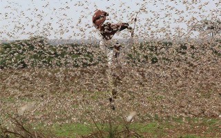 L’inarrestabile marcia delle locuste