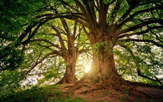 Oltre le foreste: ridurre l’impatto dell’UE su tutti i sistemi naturali