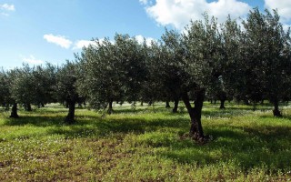 Legno di ulivo del Salento, dalle ramaglie un impianto a biomasse 