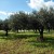 Legno di ulivo del Salento, dalle ramaglie un impianto a biomasse 